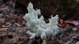 Aestiger-Stachelbart_Hericium-coralloides_20251016_130507.jpg