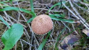 Amiant---Koernchenschirmling_Cystoderma-amianthinum_20260916_103221.jpg