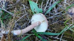 Amiant---Koernchenschirmling_Cystoderma-amianthinum_20260916_103304.jpg