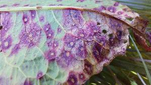 Ampfer---Rost_Ramularia-rubella_20260429_173823.jpg