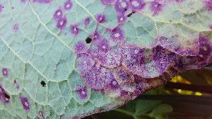 Ampfer---Rost_Ramularia-rubella_20260429_174035.jpg