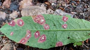 Ampfer---Rost_Ramularia-rubella_20260610_121533.jpg