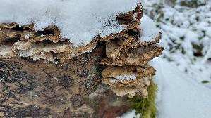 Angebrannter-Rauchporling_Bjerkandera-adusta_20260103_130437.jpg