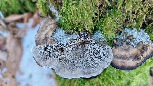 Angebrannter-Rauchporling_Bjerkandera-adusta_20260119_155825.jpg