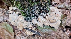 Angebrannter-Rauchporling_Bjerkandera-adusta_20260913_102040.jpg