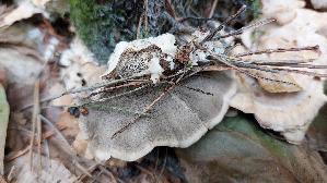 Angebrannter-Rauchporling_Bjerkandera-adusta_20260913_102058.jpg