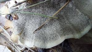 Angebrannter-Rauchporling_Bjerkandera-adusta_20260913_102111.jpg