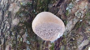 Apfelbaum---Feu--erschwamm_Phellinus-pomaceus_20260202_130709.jpg