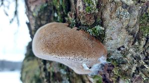 Apfelbaum---Feu--erschwamm_Phellinus-pomaceus_20260202_130810.jpg