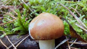 Apfeltaeubling_Russula-paludosa_20251011_113715.jpg