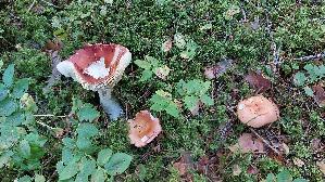 Apfeltaeubling_Russula-paludosa_20260916_092213.jpg
