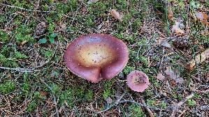 Apfeltaeubling_Russula-paludosa_20260916_120426.jpg