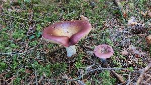 Apfeltaeubling_Russula-paludosa_20260916_120431.jpg
