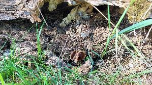 Ausgebreiteter-Becherling_Peziza-repanda_20260417_113845.jpg