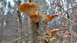 Austernseitling_Pleurotus-ostreatus_20241209_115025.jpg
