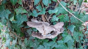 Austernseitling_Pleurotus-ostreatus_20241227_125830.jpg
