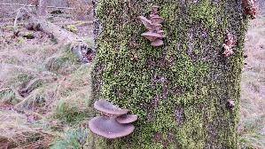 Austernseitling_Pleurotus-ostreatus_20250104_150910.jpg