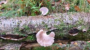 Austernseitling_Pleurotus-ostreatus_20251007_123309.jpg