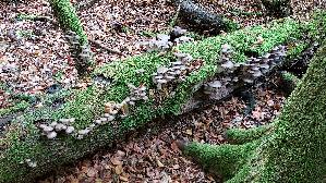 Austernseitling_Pleurotus-ostreatus_20251016_134052.jpg