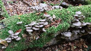Austernseitling_Pleurotus-ostreatus_20251016_134103.jpg