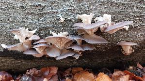 Austernseitling_Pleurotus-ostreatus_20251104_141613.jpg