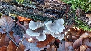 Austernseitling_Pleurotus-ostreatus_20251215_131116.jpg