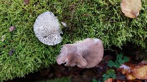 Austernseitling_Pleurotus-ostreatus_20261018_130932.jpg