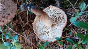 Baertiger-Ritterling_Tricholoma-vaccinum_20250903_154225.jpg