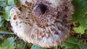 Baertiger-Ritterling_Tricholoma-vaccinum_20250903_154310.jpg