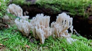 Becherkoralle_Artomyces-pyxidatus_20250915_185856.jpg
