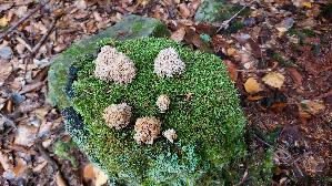 Becherkoralle_Artomyces-pyxidatus_20261013_114607.jpg