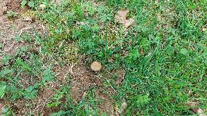 Behangener-Duengerling_Panaeolus-papilionaceus_20260421_113816.jpg