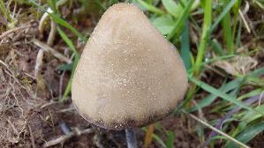 Behangener-Duengerling_Panaeolus-papilionaceus_20260421_113842.jpg