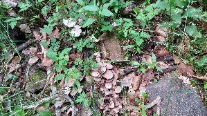 Behangener-Faserling_Psathyrella-candolleana_20260608_104625.jpg
