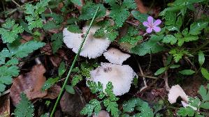 Behangener-Faserling_Psathyrella-candolleana_20260608_104637.jpg