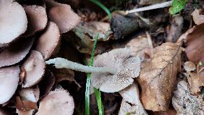 Behangener-Faserling_Psathyrella-candolleana_20260608_104647.jpg