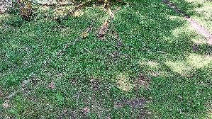 Behangener-Faserling_Psathyrella-candolleana_20260608_120628.jpg