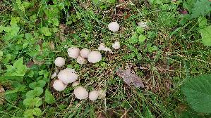 Behangener-Faserling_Psathyrella-candolleana_20260610_115035.jpg