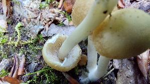 Behangener-Faserling_Psathyrella-candolleana_20260610_123527.jpg