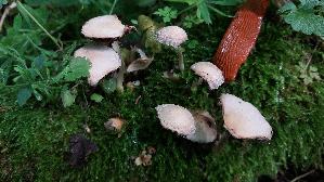 Behangener-Faserling_Psathyrella-candolleana_20260616_110902.jpg