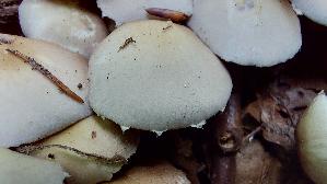 Behangener-Faserling_Psathyrella-candolleana_20260706_120701.jpg
