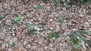 Behangener-Faserling_Psathyrella-candolleana_20260706_121810.jpg
