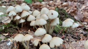 Behangener-Faserling_Psathyrella-candolleana_20260706_121834.jpg