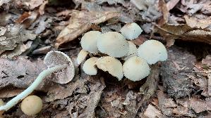 Behangener-Faserling_Psathyrella-candolleana_20260707_123144.jpg