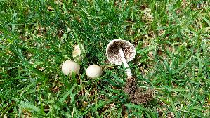 Behangener-Faserling_Psathyrella-candolleana_20260723_125430.jpg