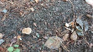 Behangener-Faserling_Psathyrella-candolleana_20260826_120318.jpg