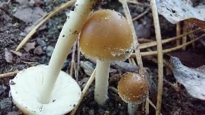 Behangener-Faserling_Psathyrella-candolleana_20260826_120406.jpg