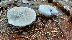 Berindeter-Eichen---Seitling_Pleurotus-dryinus_20261022_120010.jpg