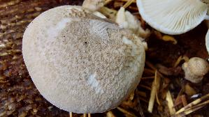 Berindeter-Eichen---Seitling_Pleurotus-dryinus_20261022_120118.jpg
