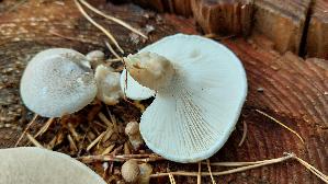 Berindeter-Eichen---Seitling_Pleurotus-dryinus_20261022_120137.jpg